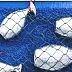 “Tuna fishing“ 3D photo